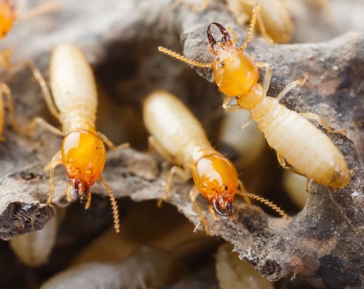 pestexperts_zw's tweet image. Termites are known as &quot;silent destroyers&quot; because of their ability to chew through wood flooring and even wallpaper undetected. #termitecontrol #pestcontrol #exterminators