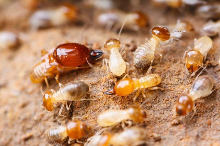 pestexperts_zw's tweet image. Termites are known as &quot;silent destroyers&quot; because of their ability to chew through wood flooring and even wallpaper undetected. #termitecontrol #pestcontrol #exterminators