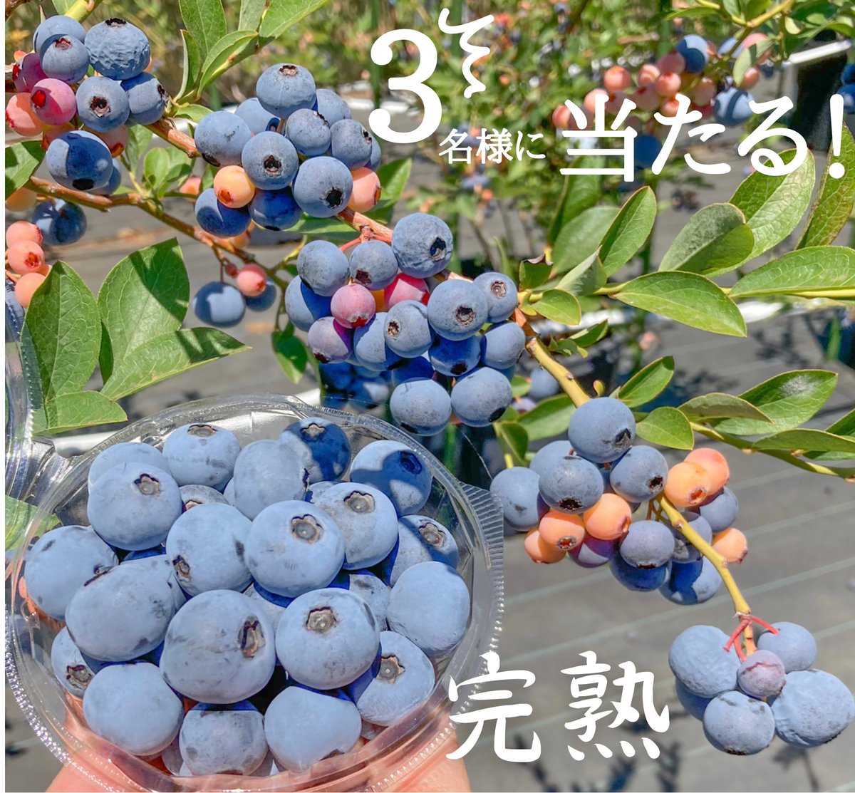 ／
真夏のブルーベリープレゼント
キャンペーン🫐
＼
完熟生ブルーベリー500gを
3名様(内公式1名様)にプレゼント致します🎁

◎応募方法
1️⃣ <a href="/iwasakifarm/">岩崎ファーム</a> をフォロー
2️⃣このツイートを RT

◎8/6(日)締切
 #懸賞 #キャンペーン