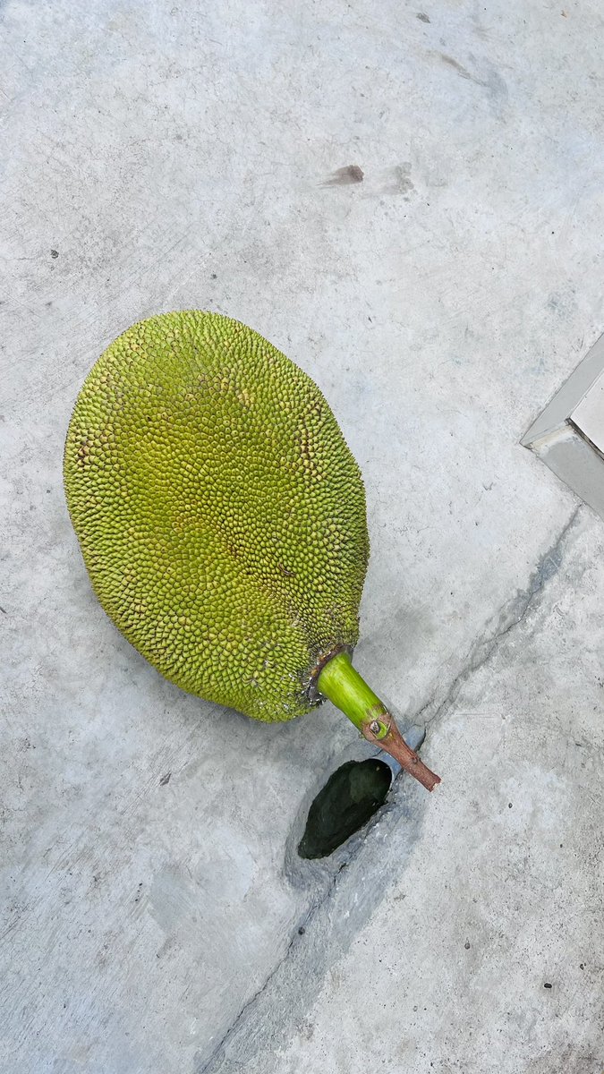 PhmLTun1's tweet photo. Cây nhà lá vườn vạn Xuân nha trang https://t.co/d23GdfA9j2