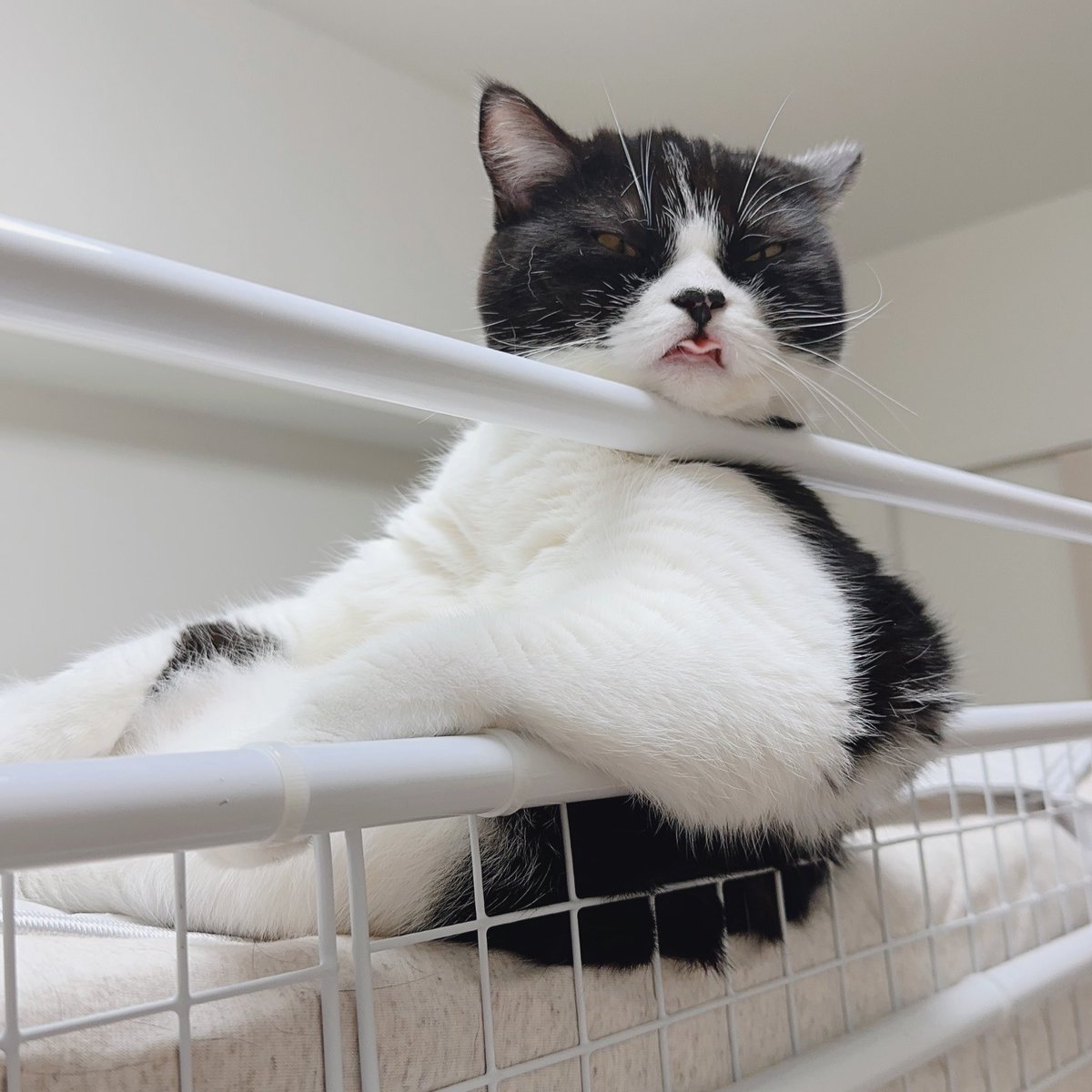 さぶろう🐾 (@saburou0214) / Posts / X