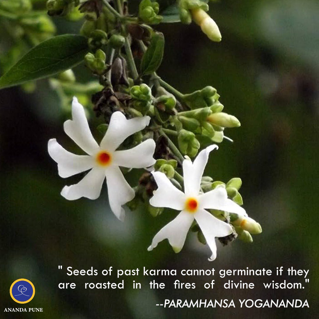 #spirituality #ananda #anandaworldwide #swamikriyananda #paramhansayogananda #meditation #innerpeace #innerhealing #spirituality #inspirationalquotes #anandabooks #spiritualawakening #autobiographyofayogi #anandasangha #happiness #yoga #innerguidance #innervoice #karma