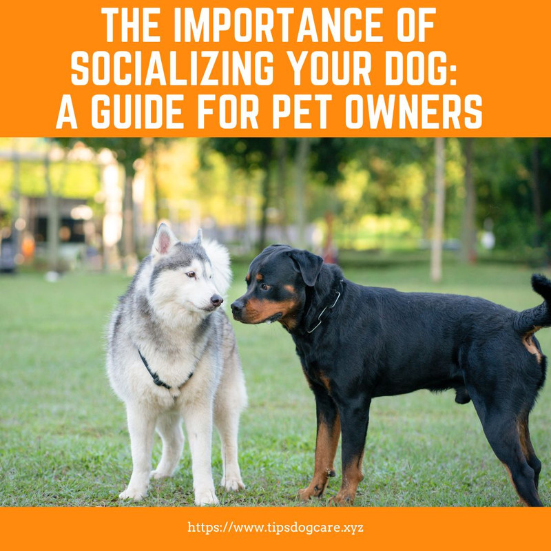 Tips6Tips's tweet image. Start socializing your pup as early as possible. Expose them to different sights, sounds, and smells, and introduce them to new people and other dogs. #earlysocialization #dogbehavior #patienceiskey