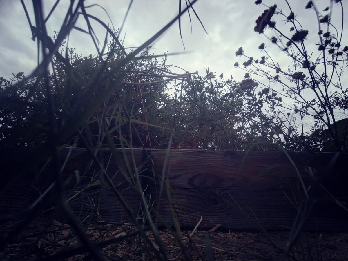 neurodexter's tweet image. #elon  taking the latest picture ?

Better stop those #permissions