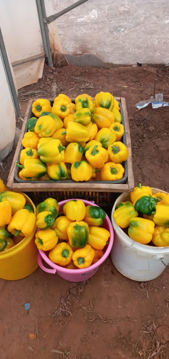 You need THREE things in farming;

1.The Right technology.
2.The Right people/skills .
3.The Right agricultural inputs.