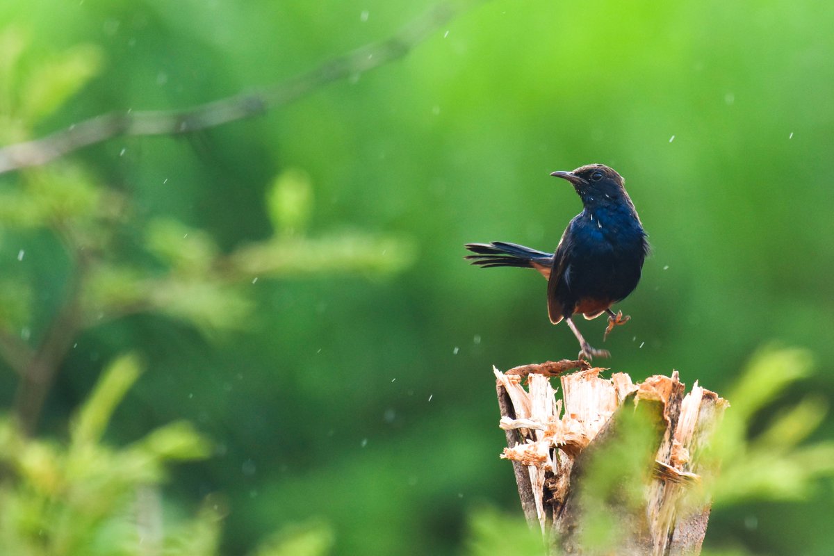 ShivaJmc12's tweet photo. How We Enjoy our #monsoon⛈!
#Indianrobin @pargaien @UKNikon #indiaves @Natures_Voice #ThePhotoHour #BBCWildlifePOTD @AnimalPlanet @DiscoverKorea_ @WildlifeMag @NikonUSA @NatGeoIndia @BBCEarth #birds #BirdsOfTwitter #nikoncreators @DiscoverMag #birdsofindia #wildlife #birding @BBC