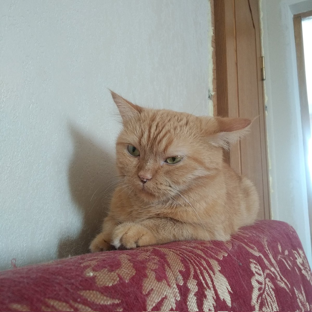 Ne_Kitov's tweet image. I need therapy.