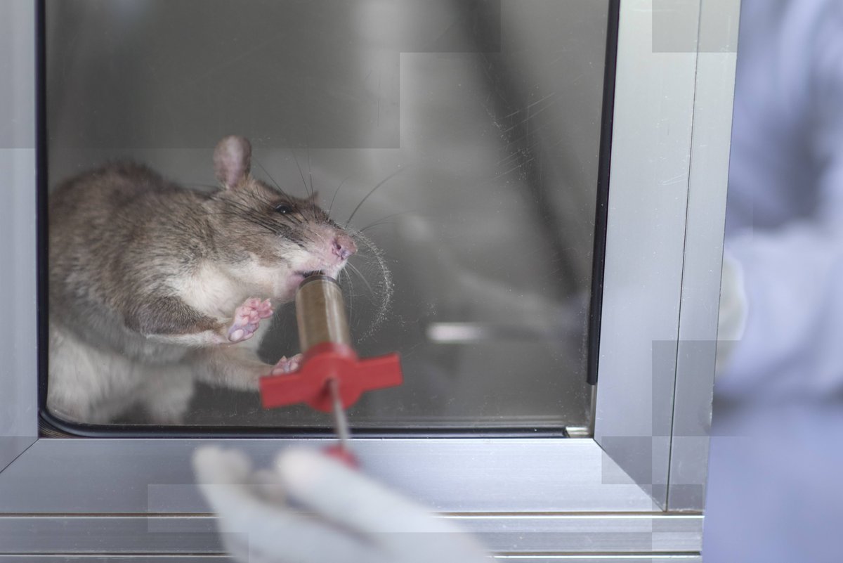 herorats's tweet photo. It takes 9-12 months to train a tuberculosis  (TB) detection rat. They learn to distinguish between TB-positive &amp; TB-negative samples. HeroRAT Kahu, receives a tasty mix of banana and avocado for correctly identifying a TB-positive sample. Find out more: https://t.co/8x7hOfSBjN https://t.co/qr6UYyIDg8