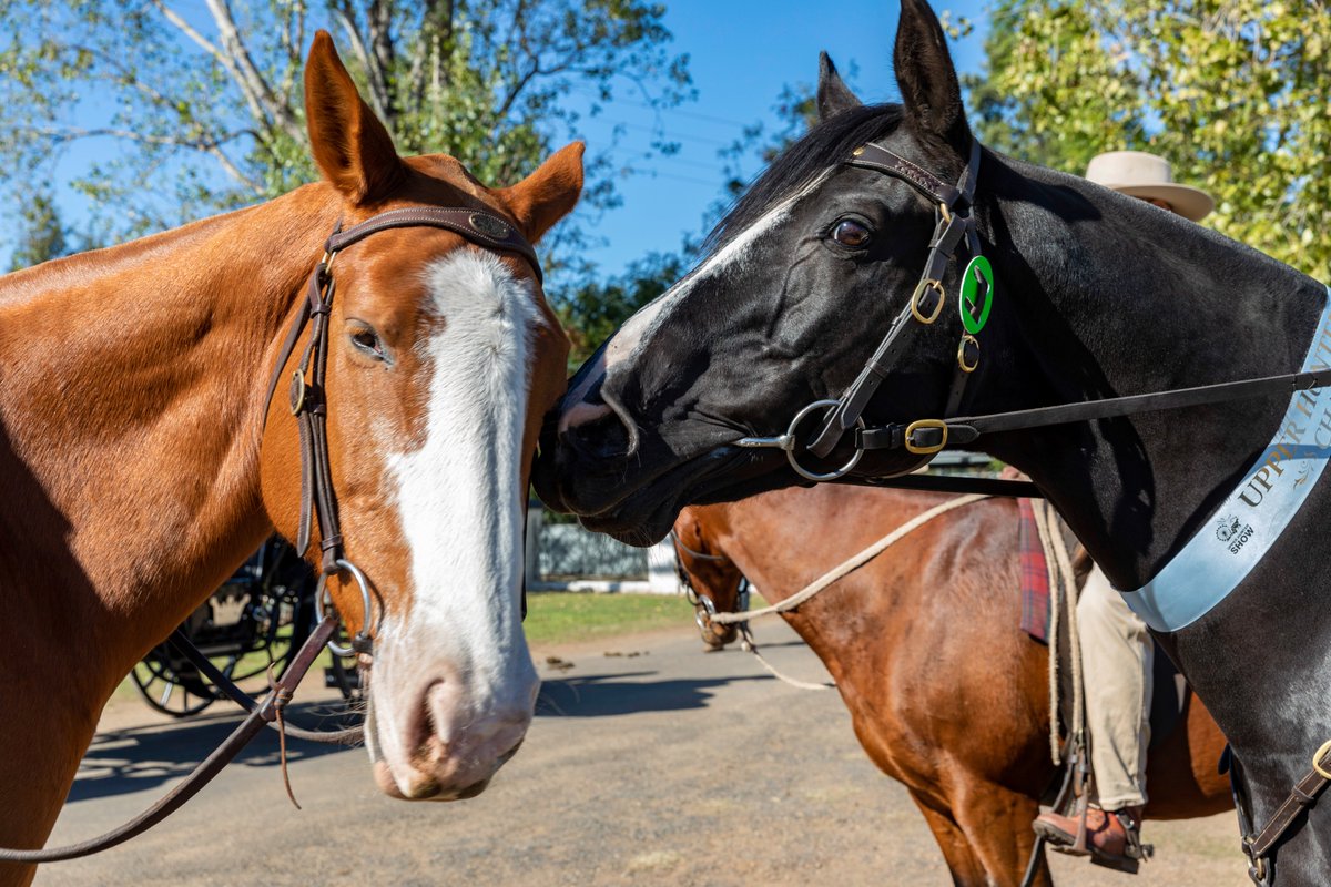sconefestival's tweet photo. It's the horses birthday! The date in our calendar signalling the start of the foaling season in the southern hemisphere. Did you celebrate your horses today? We hope they got their favourite treat! https://t.co/kc4FQWrgsK