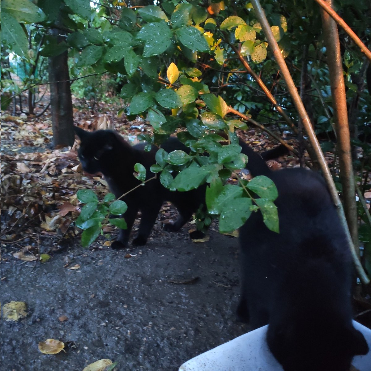 BoubaCie's tweet photo. Pimpon et Sakura #chatslibres #Paris13 https://t.co/Txr5N3gf92