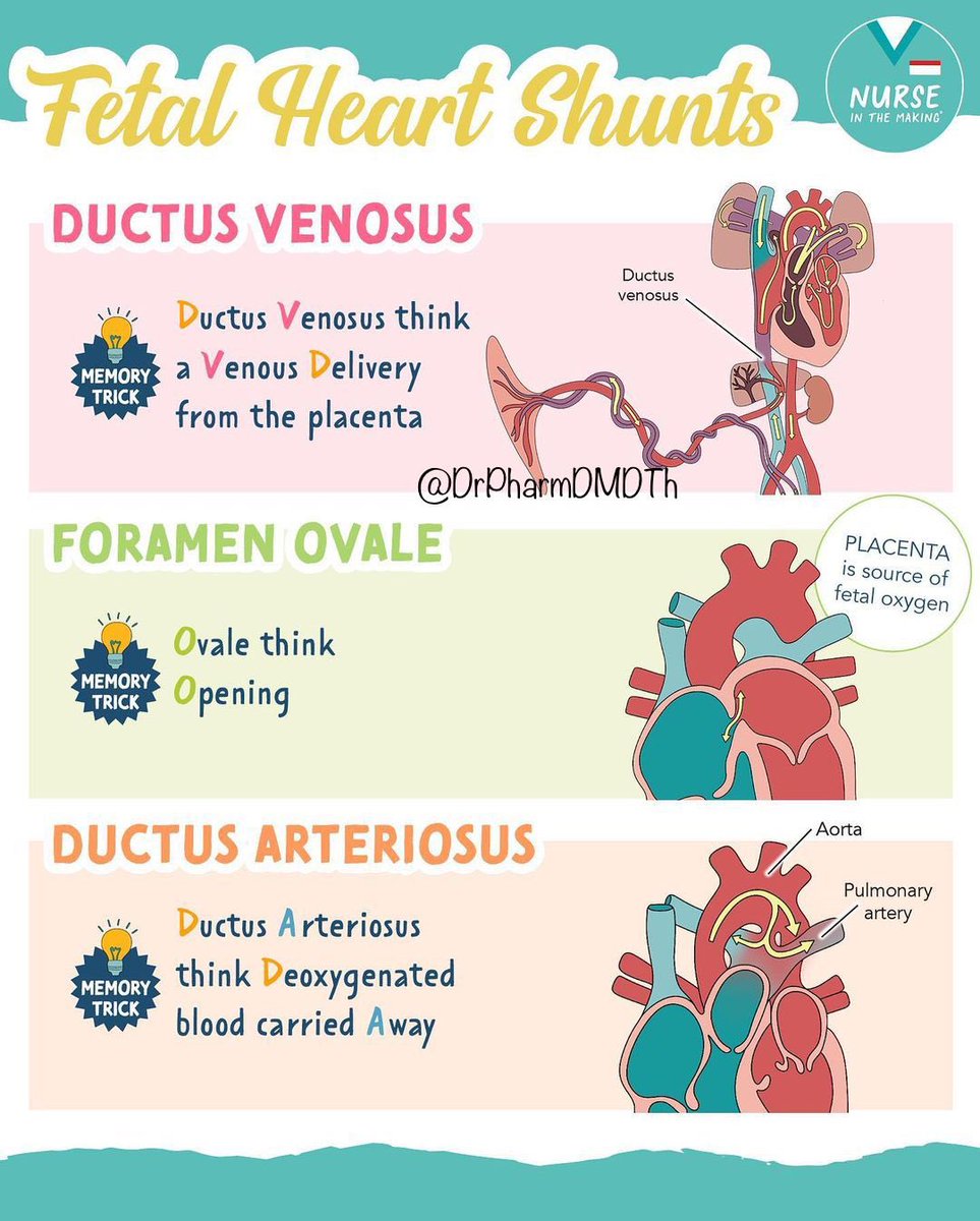 🫀Fetal Heart Shunts