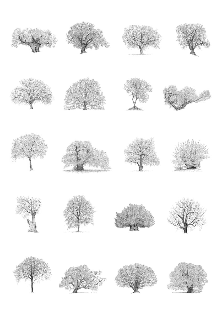 presentcorrect's tweet photo. The Great Trees of London, a series of drawings by Luke Adam Hawker.  https://t.co/8f6g2JhUub

All listed at the link. https://t.co/xf7Udn81I0