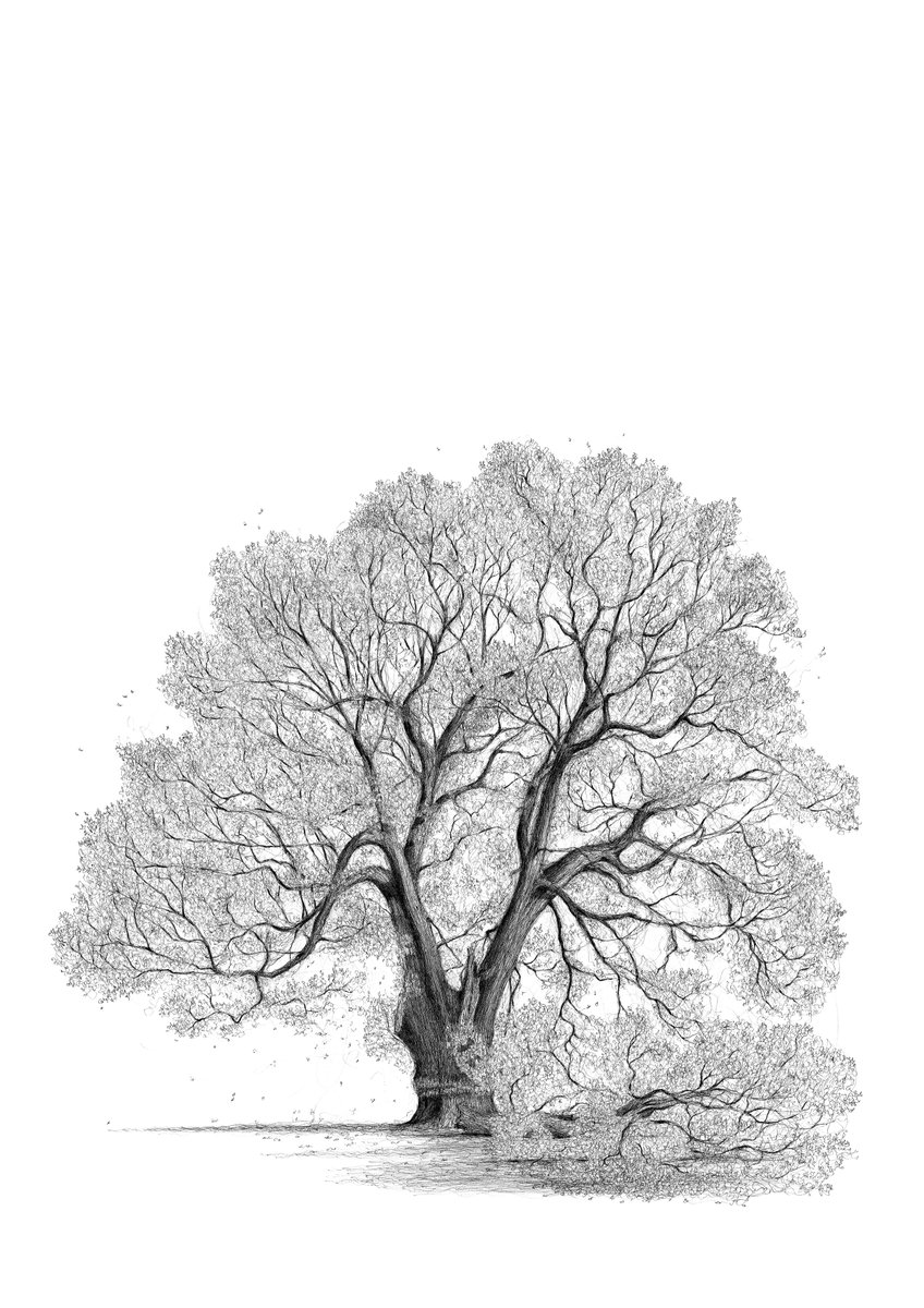 presentcorrect's tweet photo. The Great Trees of London, a series of drawings by Luke Adam Hawker.  https://t.co/8f6g2JhUub

All listed at the link. https://t.co/xf7Udn81I0