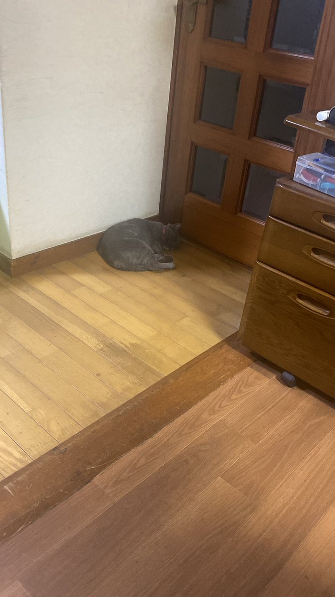 CoocayeK's tweet photo. ペット

☆≡｡ﾟ🌶.☆≡｡ﾟ🧡.☆≡｡ﾟ🌶.☆≡｡ﾟ🧡.☆≡｡ﾟ☆≡｡ﾟ🌶.☆≡｡ﾟ🧡.☆≡｡ﾟ🌶.☆≡｡ﾟ🧡.☆≡｡ﾟ｡oＯo｡.:♥:.｡oＯo｡.:♥:.｡oＯo｡.:♥ https://t.co/hooGOESBqU