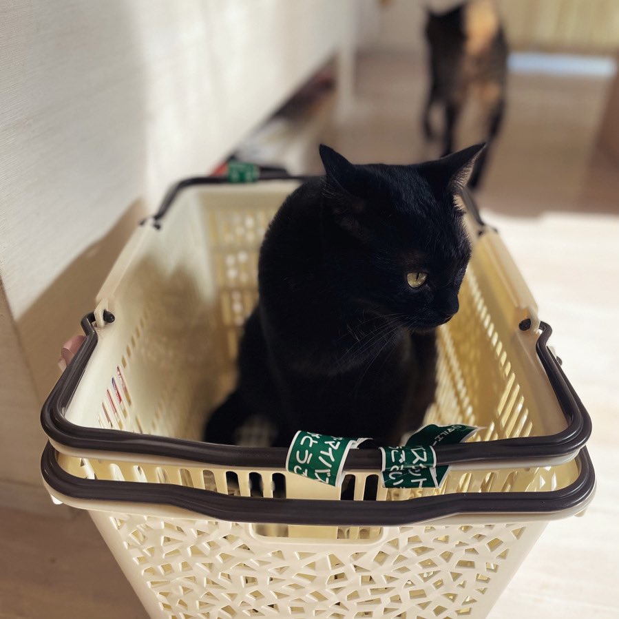 Nyanco_TV's tweet photo. また入っとる〜(´∀`*)
.
#猫 #ネコ #ねこ #にゃんこ #黒猫 #クロネコ #ねこすたぐらむ #ふわもこ部 #保護猫 #にゃんだふるらいふ #もふもふ #cat #cats #blackcat #blackcats #ilovecats #catstagram #meaw https://t.co/0THcccI9q6