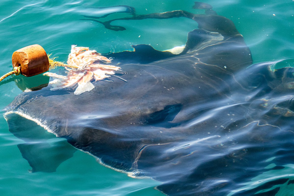 Can you name this species? 🧐 

This shark-relative sometimes visits our cage! It is quite spectacular to witness… 😍

#sharkcagediving #shark #rays #capesharkadventures #adventure #travel #ecotourism #travelgram #saveourseas #saveouroceans #saveoursharks