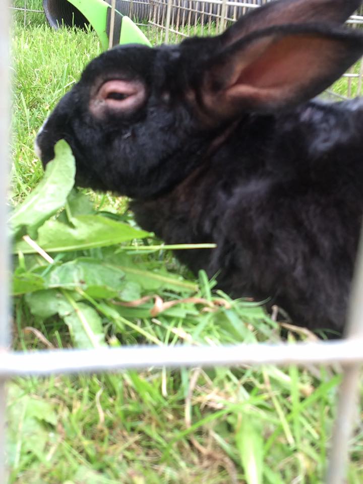 Myxomatosis is a severe viral rabbit disease which can be fatal. Annual vaccinations against Myxi are vital. While they cannot guarantee 100% protection, vaccinated rabbits usually survive, whereas unvaccinated rabbits nearly always die. Please, get your rabbits vaccinated 💉