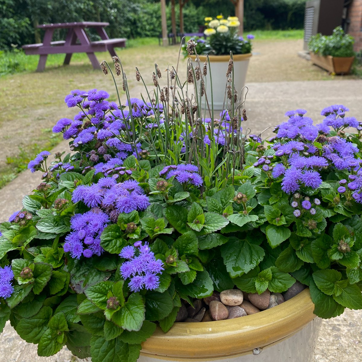 The Probation/Community Payback team worked really hard with clearance and site work all week, so to say thank you (and as a gentle way to end the week) we shared some learning and showed them how to plant up containers. You can see the lovely results outside the Allotment Centre