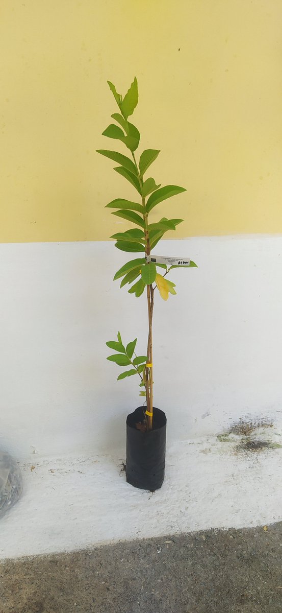 Satdecrypter's tweet photo. A new addition to my rare fruit plant collection. I grow over 127 different fruits and varieties in UK and Greece. The one here is #Guava #Guajava #Psidium white Lerou https://t.co/N08c6MOIfN