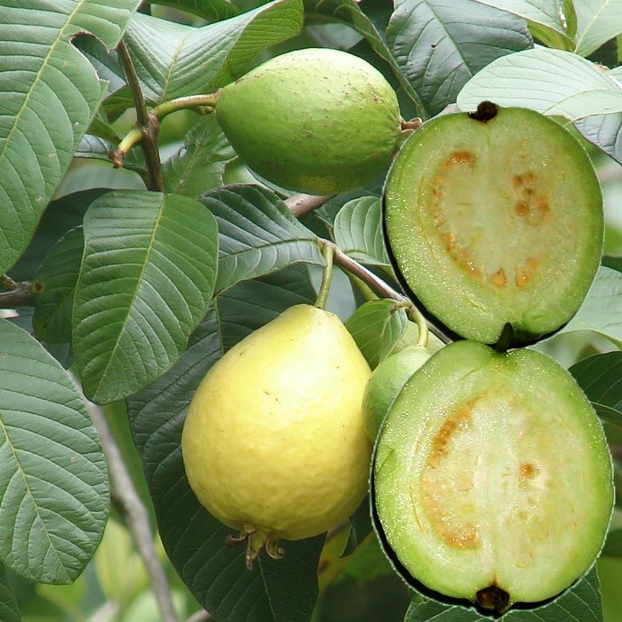 Satdecrypter's tweet photo. A new addition to my rare fruit plant collection. I grow over 127 different fruits and varieties in UK and Greece. The one here is #Guava #Guajava #Psidium white Lerou https://t.co/N08c6MOIfN