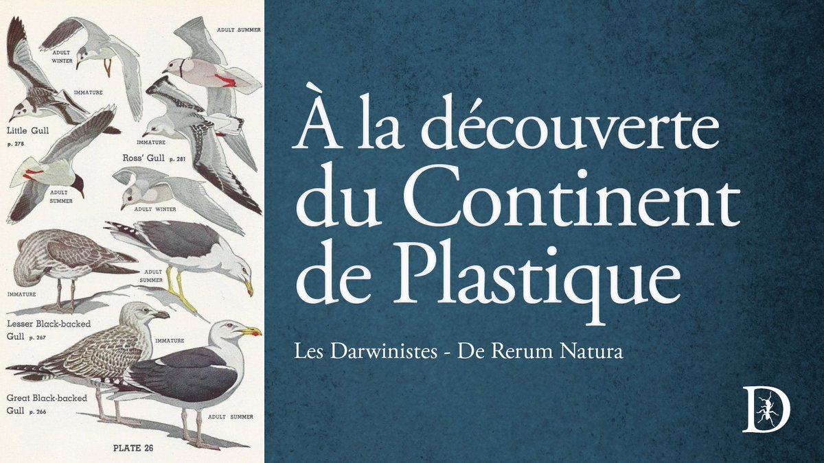 LesDarwinistes's tweet photo. 🌴 À LA DÉCOUVERTE DU CONTINENT DE PLASTIQUE 

Le Continent de plastique, fléau maritime ou nouvel Eldorado ? Constant Girardin de Nouillac a poussé pour nous l'exploration de cette terra incognita.

➜ L'épisode : https://t.co/1GC46Qk6qa https://t.co/CMUOvT1vDr