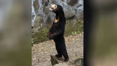 This is actually more to this story: I spoke with expert Malaysian conservationist Wong Siew Te who says not many pple know about sun bears. How they often stand up to investigate their surroundings, how they are usually fat and round (their skin starts to sag if food is scarce)