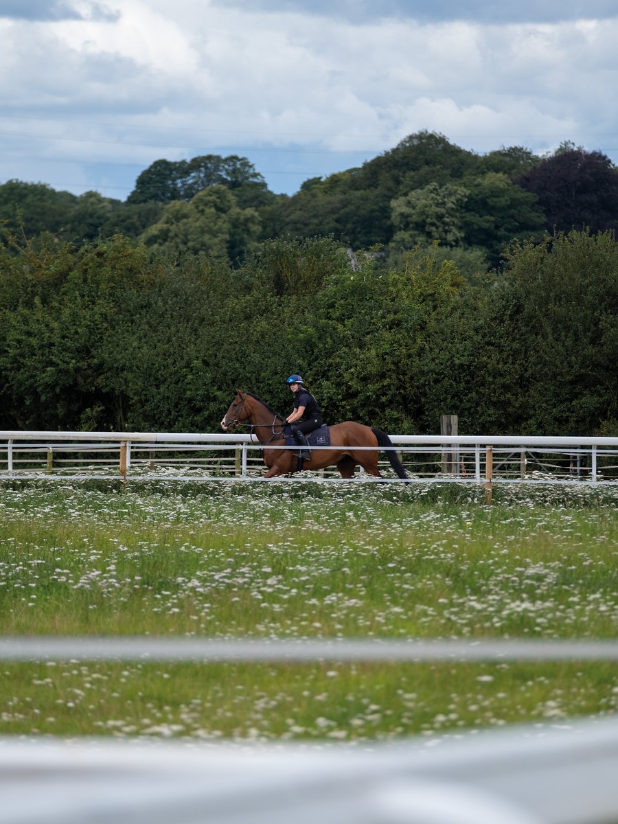 ownersgroupuk's tweet photo. It was lovely to see Beraz at Star Cottage last week on their new round gallop 😍🐴 #OwnersGroup #Beraz https://t.co/C9t0AAo4do