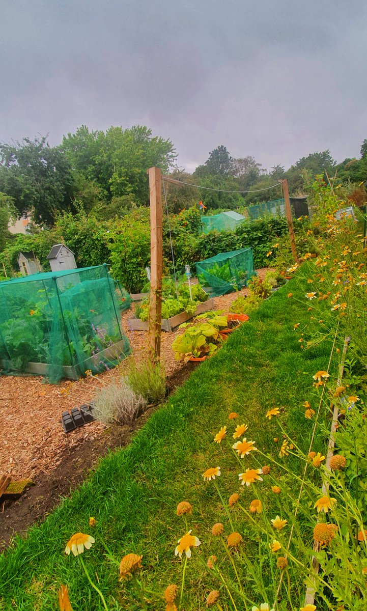 What a difference a year makes - our starter plot project celebrates its first year & we are really happy that all plots are let & flourishing! A great use of an underused space on site to create some smaller, more manageable spaces for gardening & they look amazing! #allotments