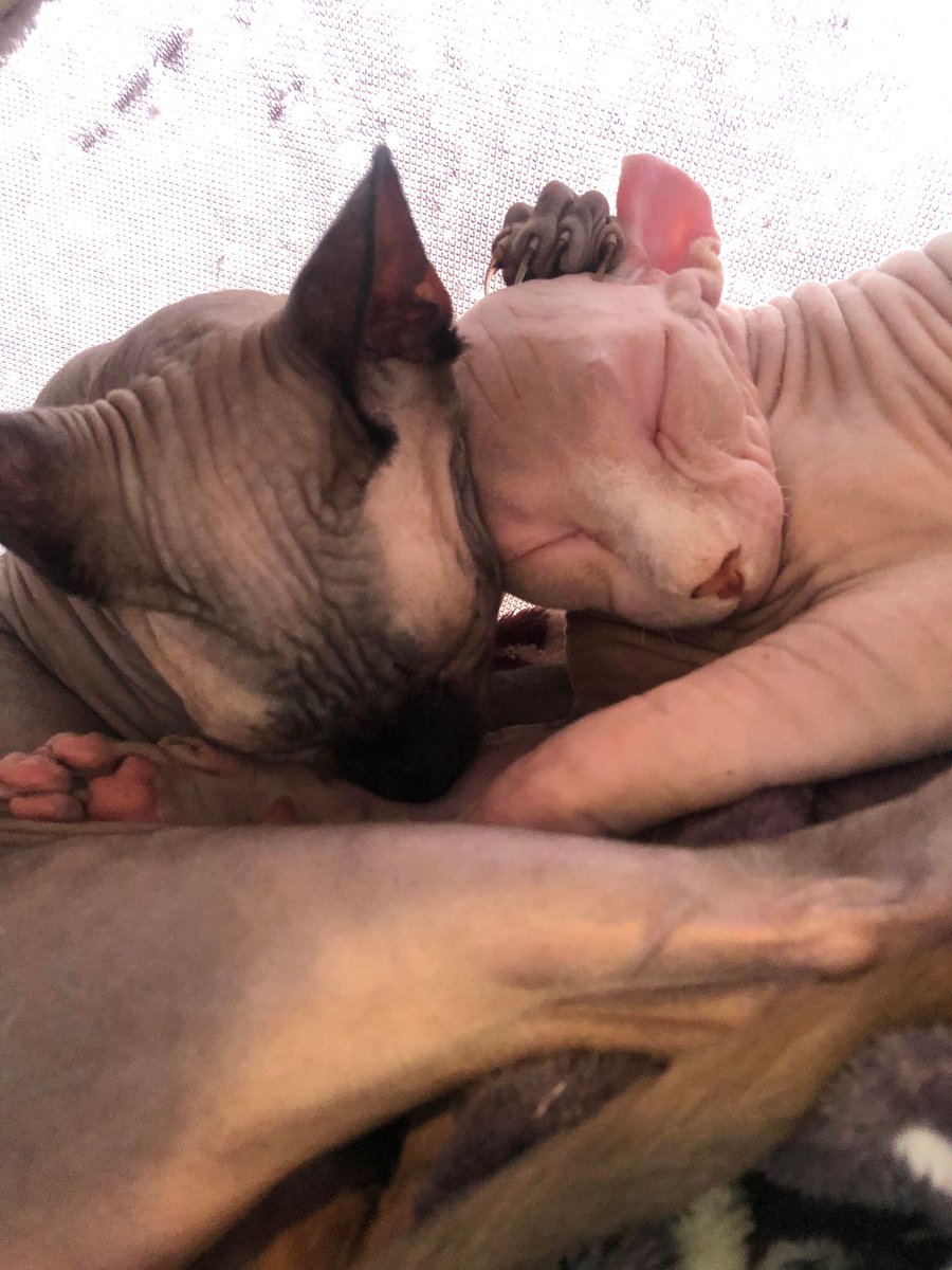 Catpawcino's tweet photo. Simba and Dobby in the cosy corner ๐
#catcafe #sphynxcat #elfcat #catpawcino https://t.co/k8Xmwb32CY