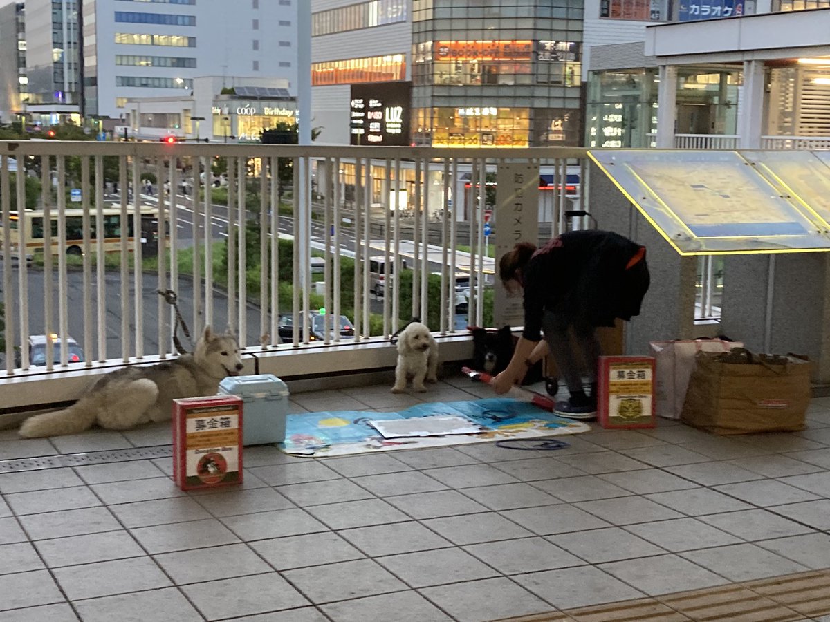 8月1日18時半。
辻堂駅で、またレスキュードアニマルネットワークが、この暑い中募金活動をしていたみたい😓
ワンちゃん3匹連れてます。
今日は凄い雷雨⚡️もあったはずなのに…。あり得ない‼️
#レスキュードアニマルネットワーク#辻堂駅#募金活動