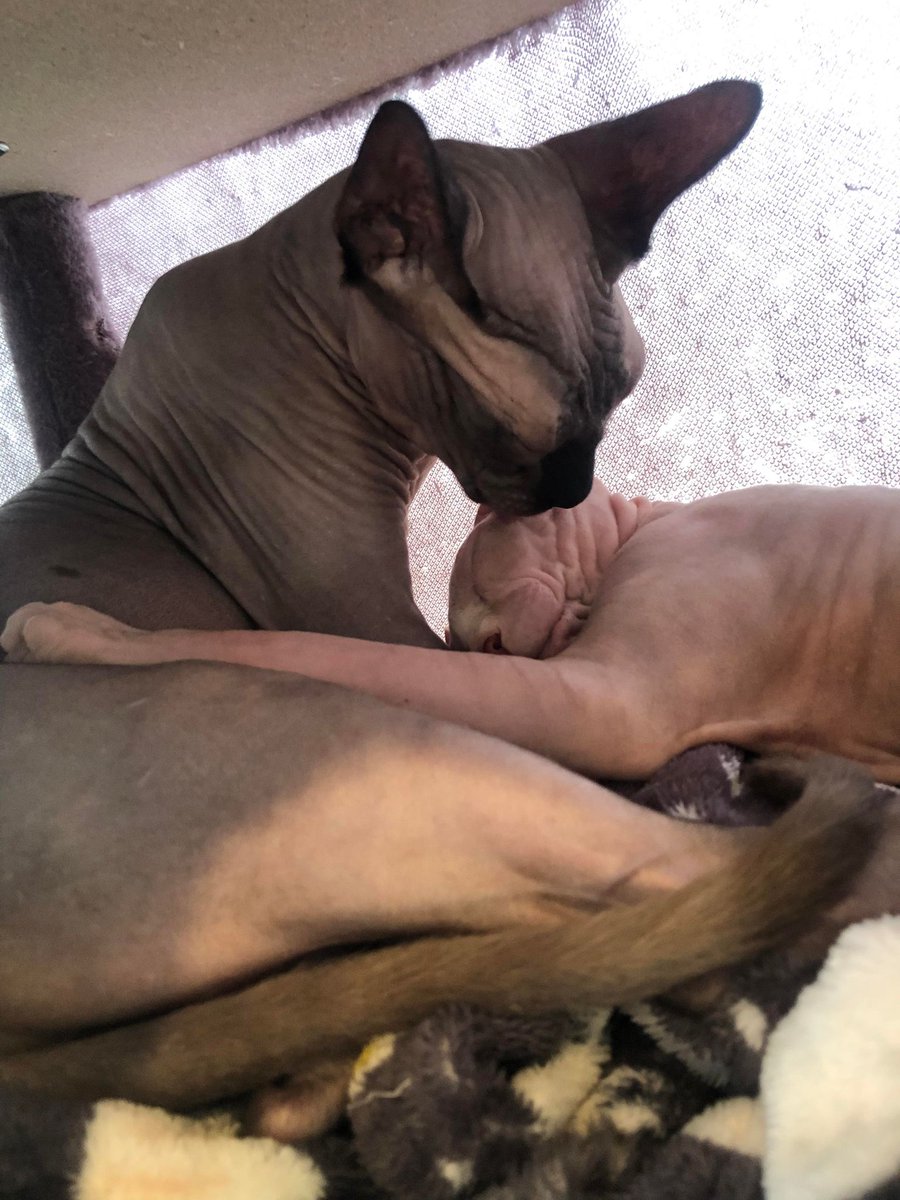 Catpawcino's tweet photo. Simba and Dobby in the cosy corner ๐
#catcafe #sphynxcat #elfcat #catpawcino https://t.co/k8Xmwb32CY