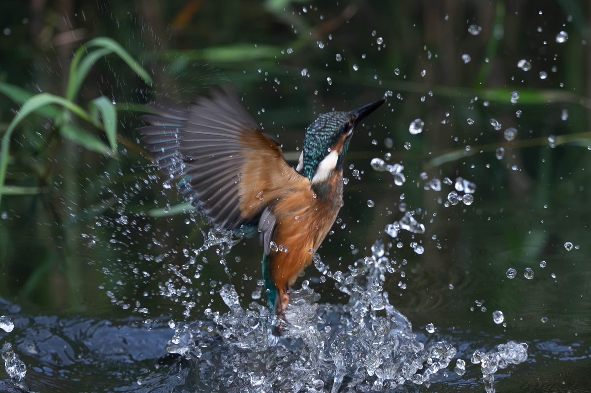 BASS_MEG's tweet photo. 2023/07/27
#カワセミ
#kingfisher
#α1
#SEL600f4
#FE600f4 https://t.co/JDSa8gfz8s