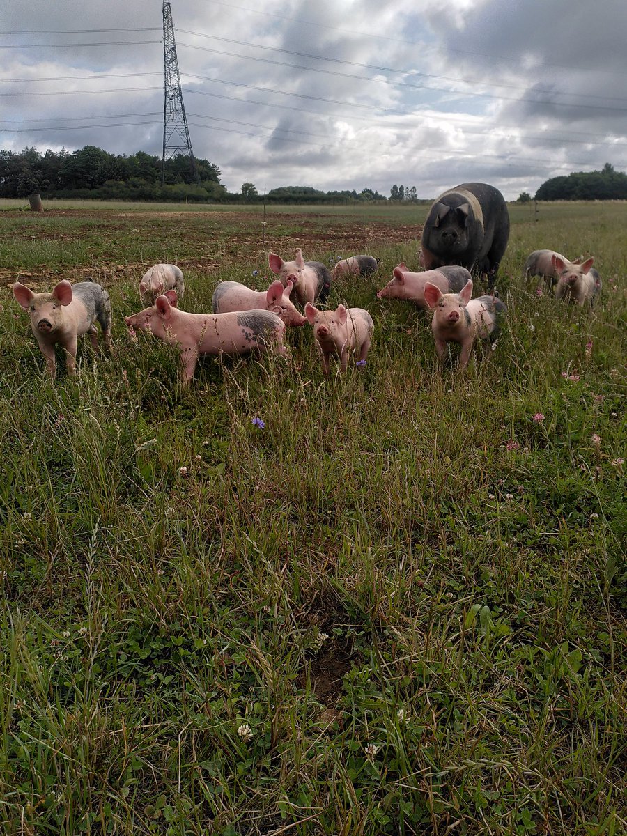 SamWadesPigs's tweet photo. @FarmersWeekly Get well soon Harry. https://t.co/EAOPxKXvE2