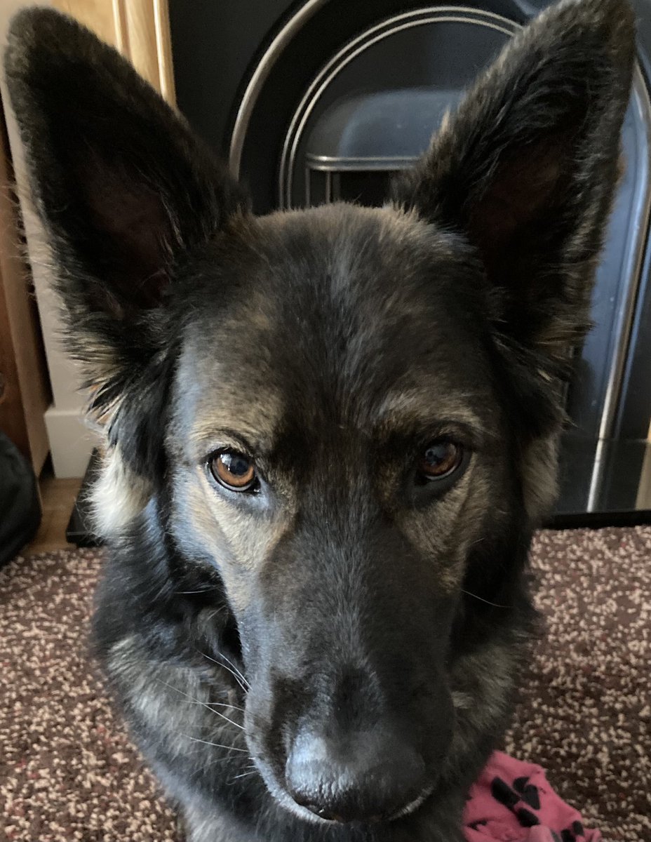 RPD Belle tweet media