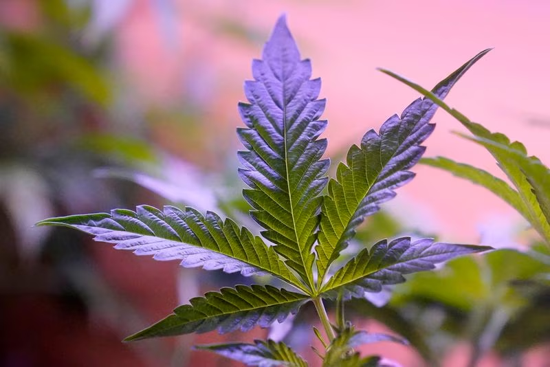 THEMMEXCHANGE's tweet photo. Recreational marijuana: Campaign to legalize raises, spends nearly $3 million to get on ballot 

https://t.co/jdrLnhX9fA #MME #marijuana #cannabis #Ohio https://t.co/WhNHbeY1Tq