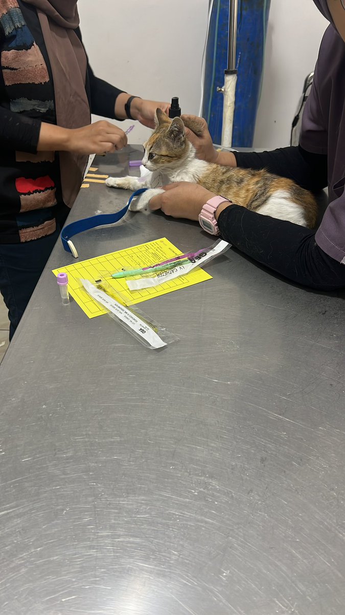 nabilahaje's tweet photo. aaaaa nangis pagi pagi gara gara abay aku pelindes kakinya 😭😭😭😭 dia tiba tiba loncat ke ban di saat aku mundurin mobil 😭😭😭😭 panik syok  sampe drh nya bilang kayaknya aku yg harus diperiksa karna pucet mo pingsan. udah gak kuat nyetir akhirnya dianterin bapak kemana mana https://t.co/GSwq9kt5hK