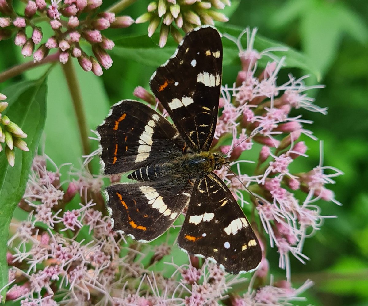 IsaVerbist's tweet photo. 🖤🧡 Map butterfly 🧡🖤
#mapbutterfly #map_butterfly #butterfly #butterflies #araschnialevana #araschnia #ThePhotoHour #channel169 @europebutterfly @savebutterflies #NaturePhotography #pollinators #TwitterNatureCommunity #butterflyphotography #landkaartje https://t.co/x6Weg1TnA9