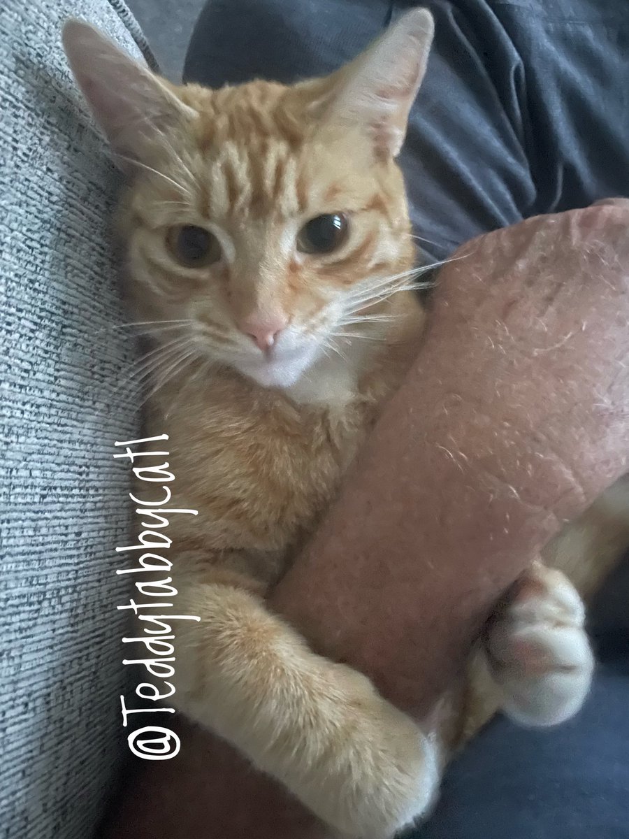 Cuddling my favourite human! Happy #Tabbytuesday  furends 🥰💗🤗🐾

#bossTeddy #CatsOfTwitter #tuesdayvibe #TunaTuesday #tuesday  #toebeantuesday #Tuesday