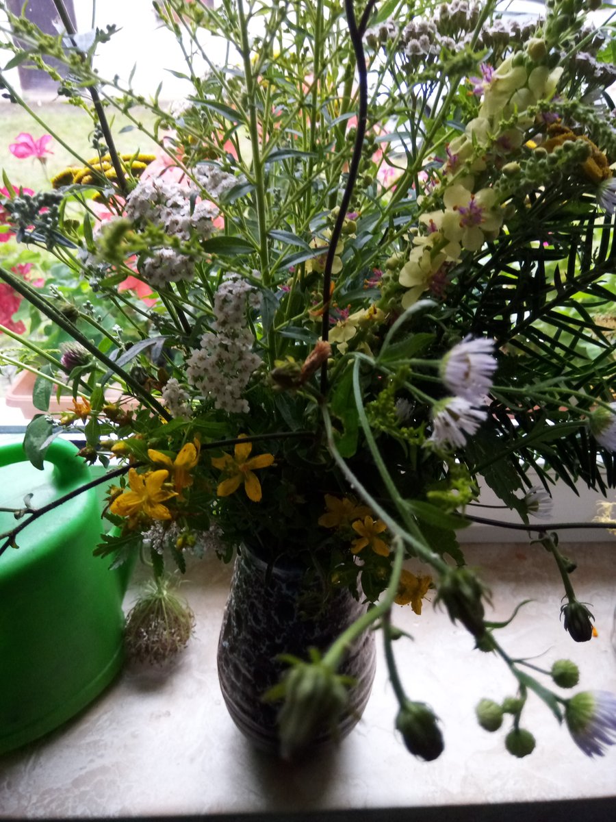 Einen Wiesenblumenstrauss pflücken. #Vollmondtage. Rainfarn. Johanniskraut. Berufkraut. Königskerze. Eibe. Wilde Möhre. Schafgarbe.
