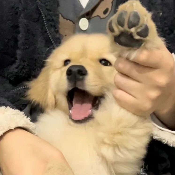 หวัดดีแอนตัน .◜◡◝                     หวัดดีโนโน่ ◠‿◠