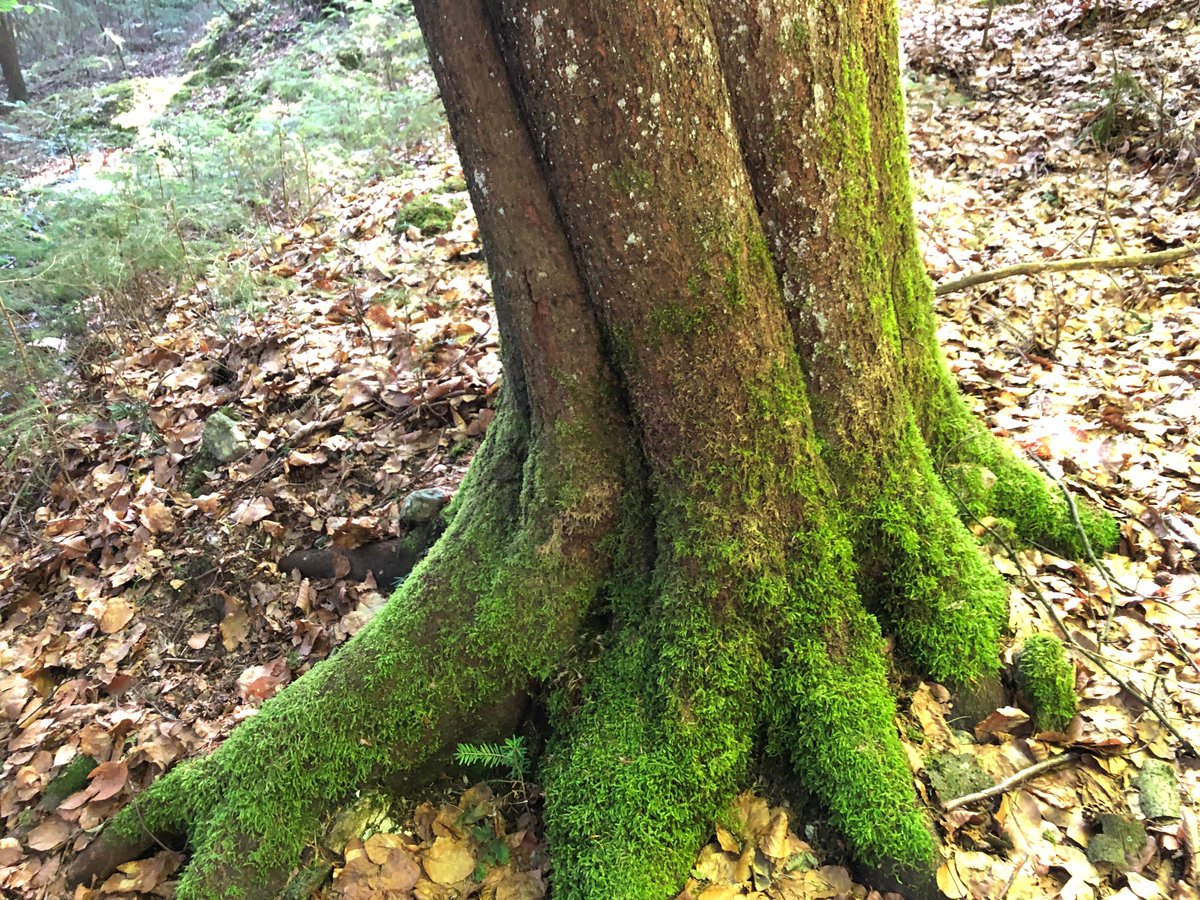 bergwaldprojekt's tweet photo. Hohlkehlen treten häufig bei Buchen auf - hier #Rotbuche im #Fichtelgebirge. Sie können z. B. durch Unterernährung des Kambiums entstehen oder genetisch veranlagt sein. Ökologisch sind sie wertvoll: Durch Fäulnis entstehen Höhlen für Insekten und Fledermäuse #thicktrunktuesday https://t.co/YTgWpsMxCH