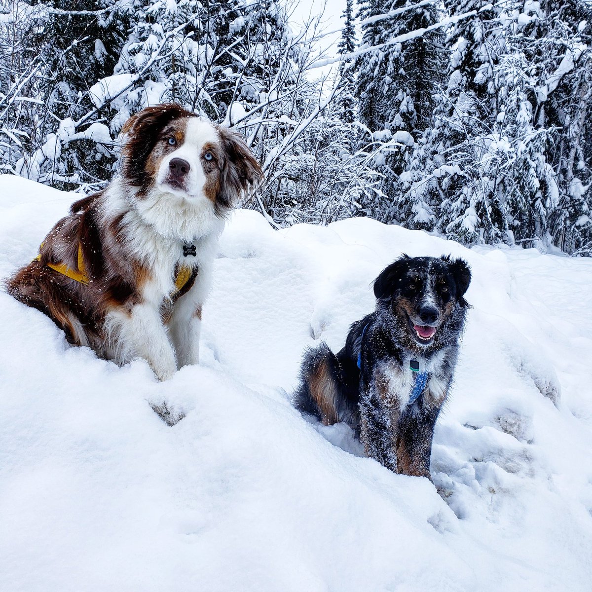 These two, I'm telling ya.

#alaska #winter #snowfall #skijor #skijoring #xcskiing #nordic #australianshepherd #aussielovers #aussie #redmerle #bluemerle #selfie #goofy #sexybeast #goodboys #handsome #puppyoftwitter #myboys