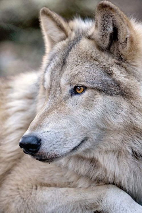 #wolf #wolfsanctuary