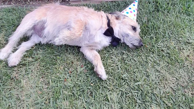 3DogsAust's tweet image. My Birthday had so much excitement I just crashed with my Party Hat and Bow Tie still on.  #6thbirthday #party #dogs #dogsontwitter