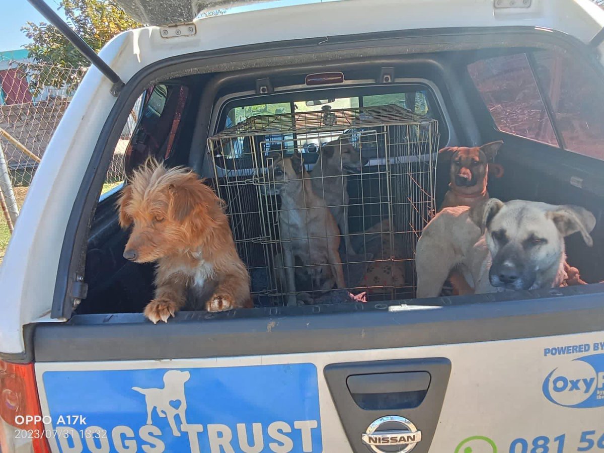 TheDogsTrust's tweet photo. 193 dogs sterilised in the month of July!. 

TOGETHER we can be the change you want to see. 

Thank you to everybody that made this happen! Bigger and better for August. 
Petite Paws
Woodrock Animal Rescue
Tales Of Tails 271-812 NPO
Hartbeespoort Animal Welfare Society (HAWS) https://t.co/waYzipVSqt