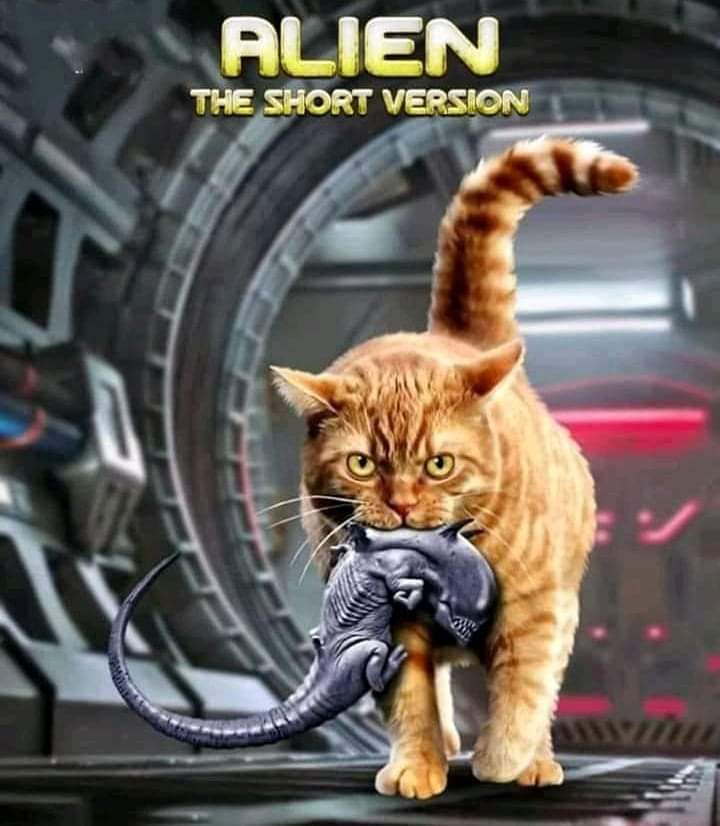 Cris_Arcades's tweet photo. #Buenosdias #FelizMartes Me encantan los gatos! https://t.co/ehEzuJI2P9