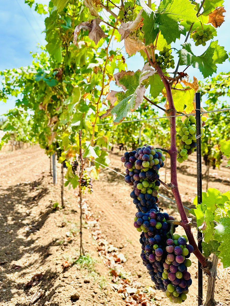 In the heart of #primitivo country….this is the entrance to the old farmhouse where we’re staying 😍🇮🇹🍷

#weareinpuglia