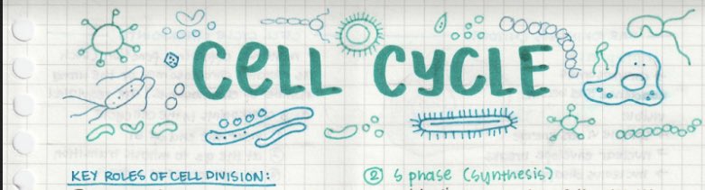 elyschive's tweet photo. hello stem friends !! if ever u need bio notes, avail kayo kay ate @qodiums !! her notes are very informative + organized !! affordable price lang din 🫀🐣 https://t.co/SoNCA9B2fR