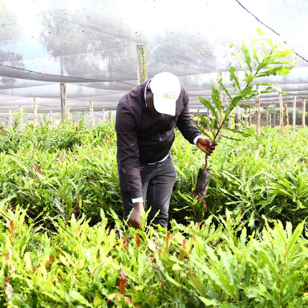 kenaff_farmers's tweet photo. Unlocking the potential of tree value chains among farmers holds the key to sustainable agri-practices and economic prosperity.
#Sustainability #Agriculture #Farmers #TreeValueChains https://t.co/c3SEt3bEL1