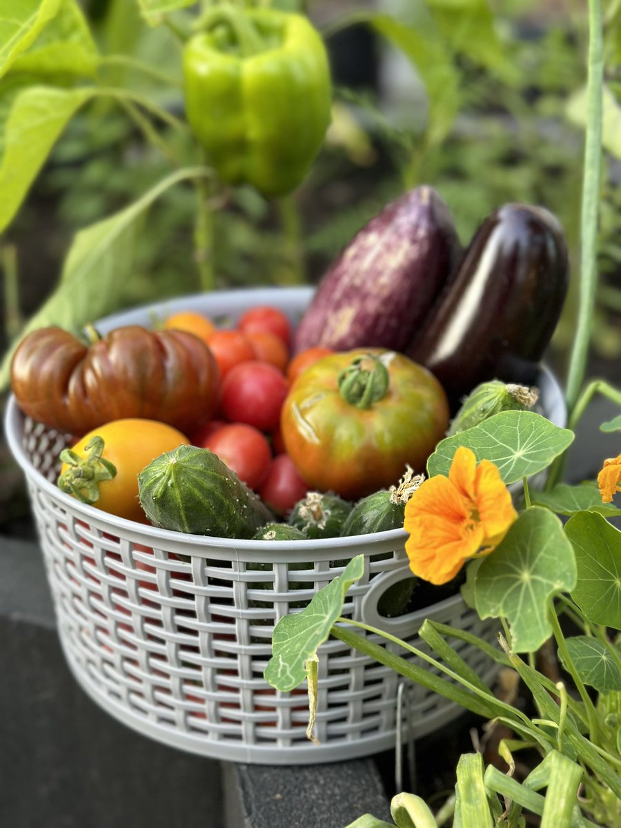 #ukraine🇺🇦 #inmygardentoday #gardenvideo #gardening #growingfood #backyardgarden #raisedbed #tomatoes #cucumber #harvest #harvesting